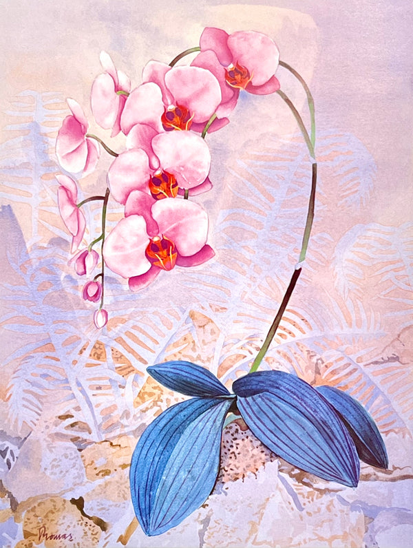 "Pink Phalaenopsis" - John Paul Thomas