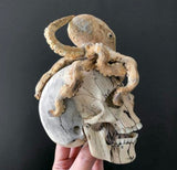 Carved Human Skull with Octopus