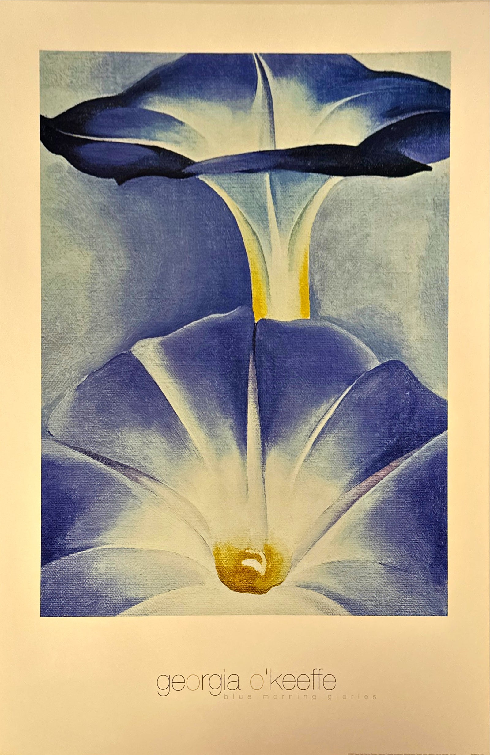 Blue Morning Glories