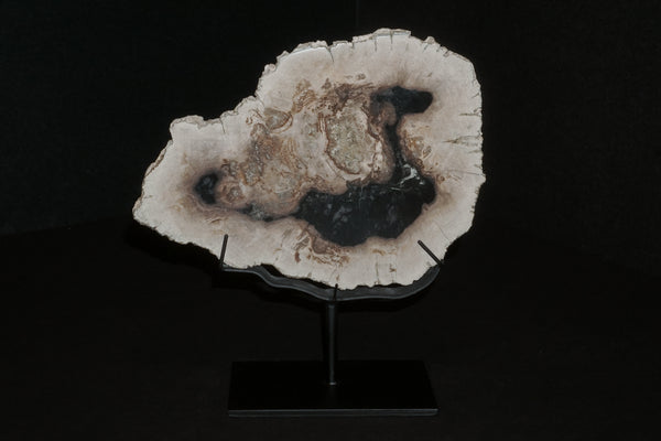 Petrified Tree Trunk Slice on Stand