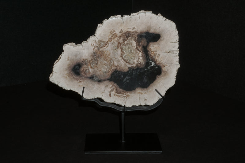 Petrified Tree Trunk Slice on Stand