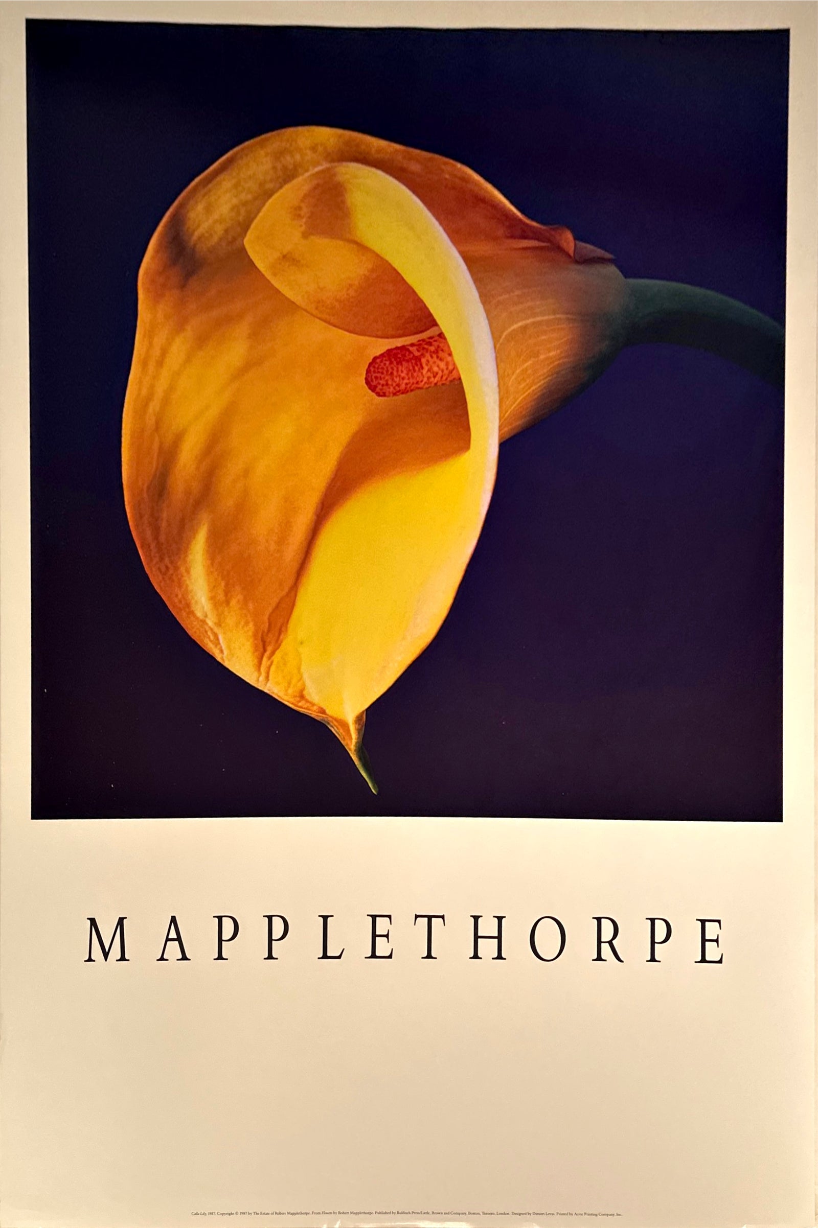 実物　MAPPLETHORPE アートポスター　1998 ユリ Calla Lily Poster - Robert Mapplethorpe – Cunningham Gallery