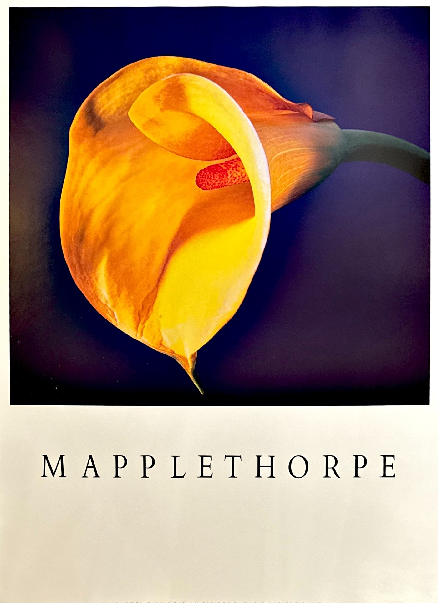 RobertMapplethorpe_CallyLily-
