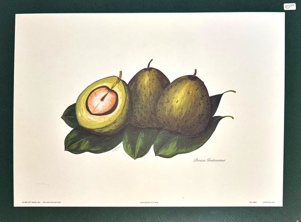 "Avocado" Poster - E. R. Saal